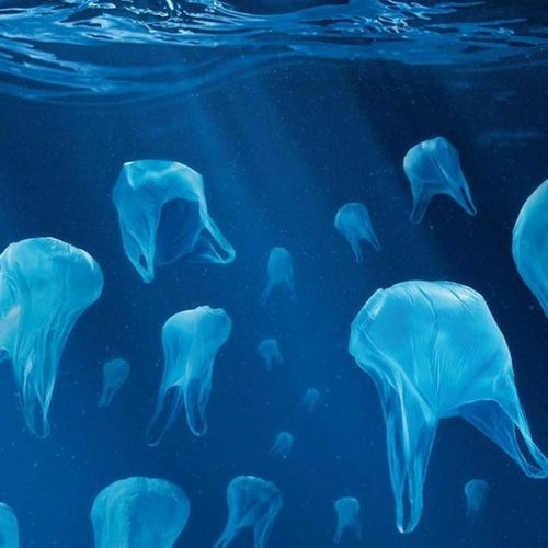 Plastic Bag Jellyfish